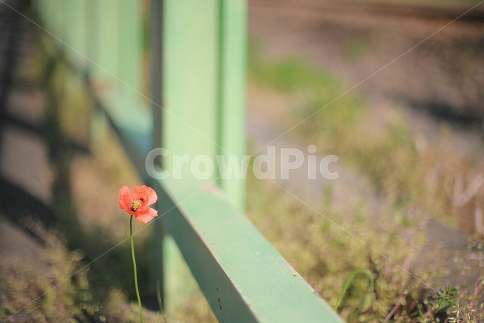 plant,식물,blossom,꽃,flower,양귀비,관상용양귀비,양귀비꽃,식물,자연,plants,nature,꽃,flower
