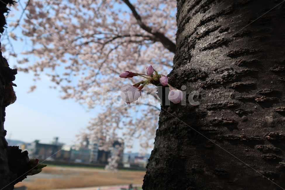 벚꽃,봄날,벚나무,화사함,하늘