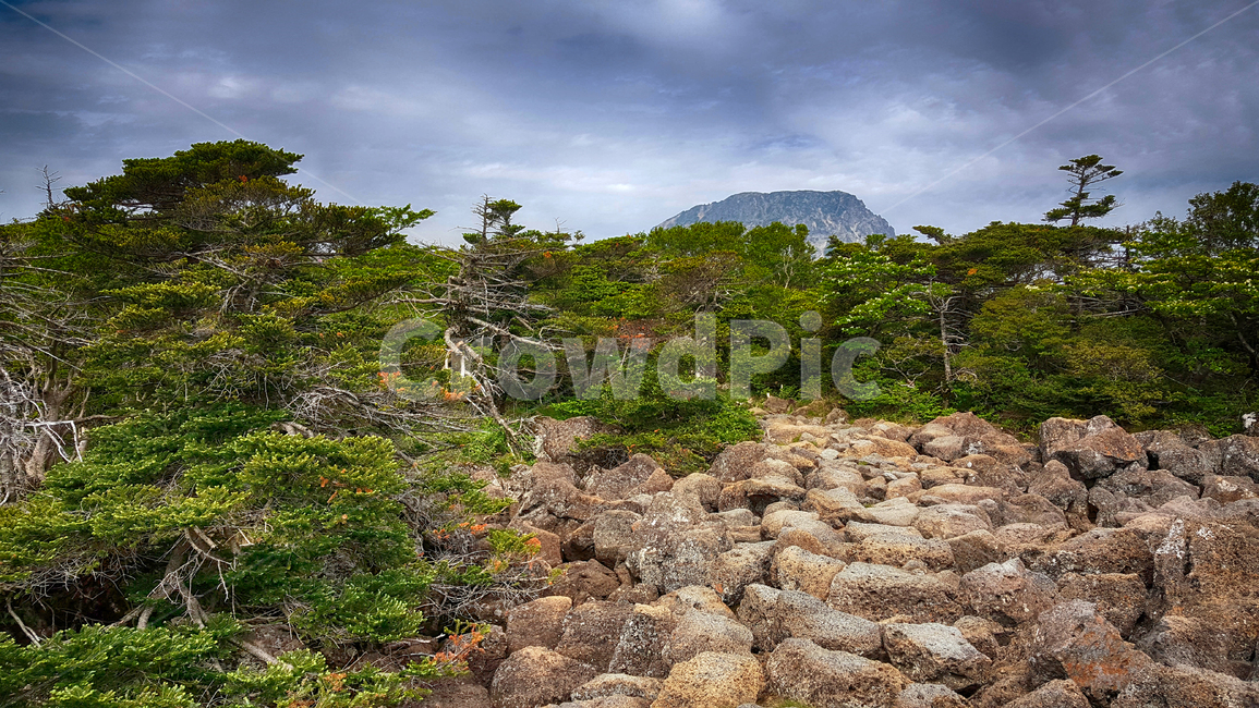 한라산,한라산영실코스,영실코스,한라산등산로,한라산풍경,한라산숲길,숲길,숲,나무,tree,식물,plant,나무줄기,등산로풍경,풍경,자연,자연,풍경,nature,landscape