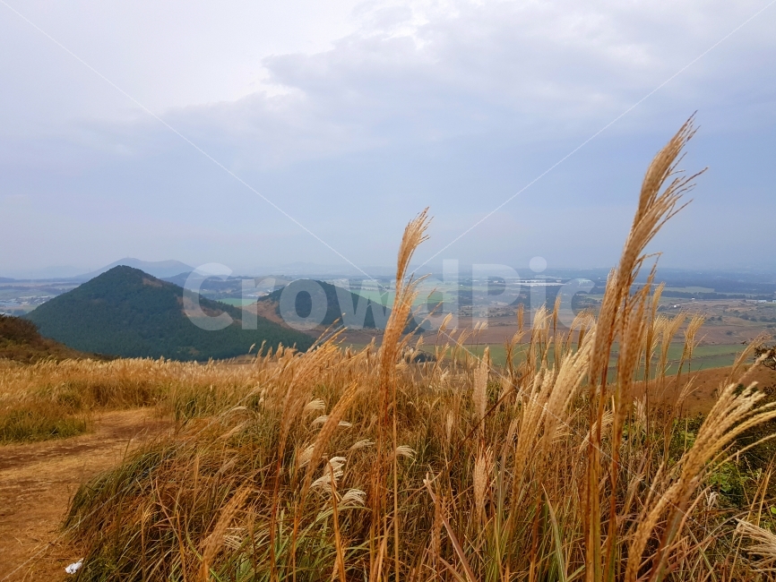 제주,jeju,제주도,jejudo,여행,풍경,landscape,오름,갈대,억새,새별오름,가을,계절,fall,autumn,season,자연,풍경,nature,landscape,한국자연풍경,한국자연경관,korea nature landscape,제주도,jeju,jeju island,plant,식물,produce,생기게 하다,food,식품,grain,곡물,vegetable,야채,음식