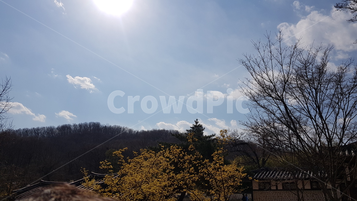 하늘,구름,나무,산,태양,sky,낮