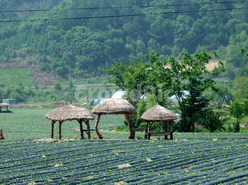 시골,경치,푸른색,전원,풍경,평창,country,sunny,daylight,시골,마을,풍경,landscape,country,rural,town,한국전통,한국문화,korean traditional,korean culture