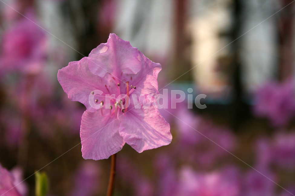 철쭉,봄,봄날,감성,spring,flower,풍경,식물,꽃,분홍색,봄,계절,spring,season,식물,자연,plants,nature,꽃,flower,blossom,geranium,제라늄,plant
