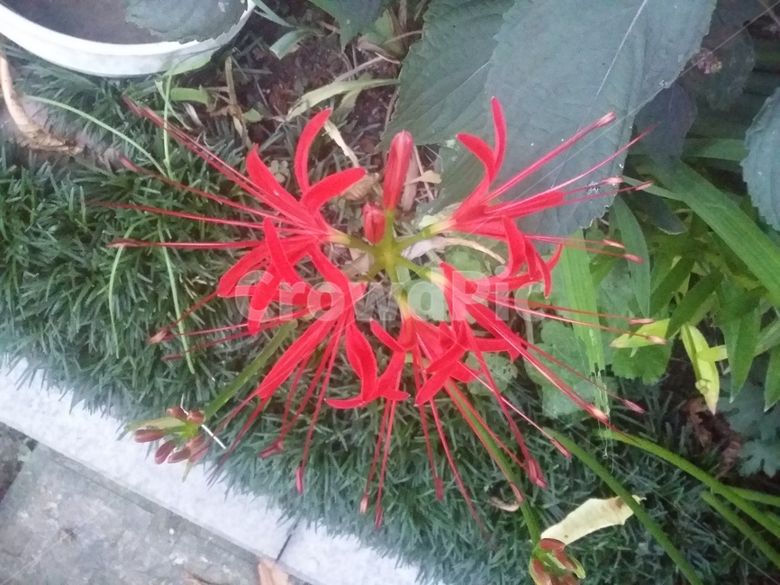 꽃,flower,식물,plant,자연,식물,자연,plants,nature