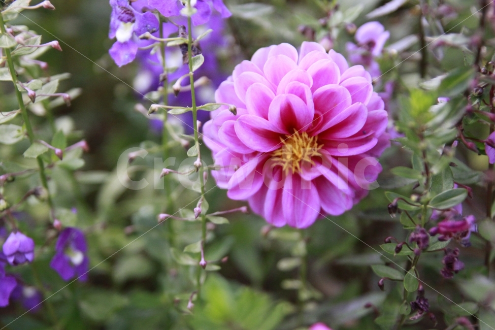 식물배경,꽃배경,꽃,강렬,사랑,섬김,자연,배경,식물,자연,plants,nature,꽃,flower