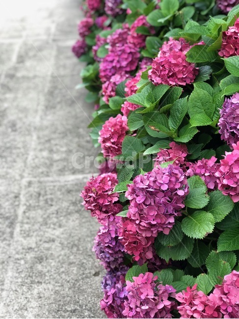 수국,꽃,자연,보라색꽃,보라색,식물,자연,plants,nature,꽃,flower