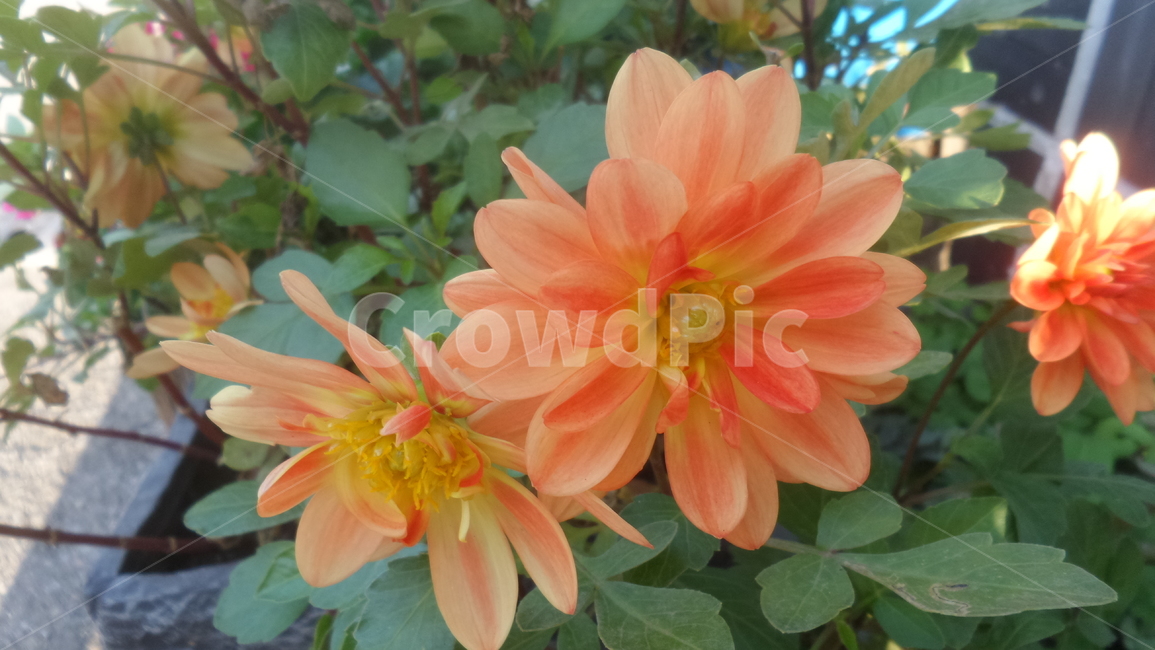 다알리아꽃,대려화,달리아,국화과,관상용,원예식물,식물,자연,plants,nature,꽃,flower