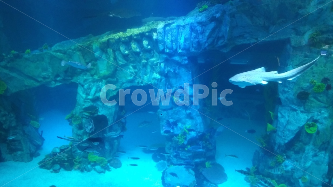 수족관,아쿠아리움,aquarium,롯데타워,롯데아쿠아리움