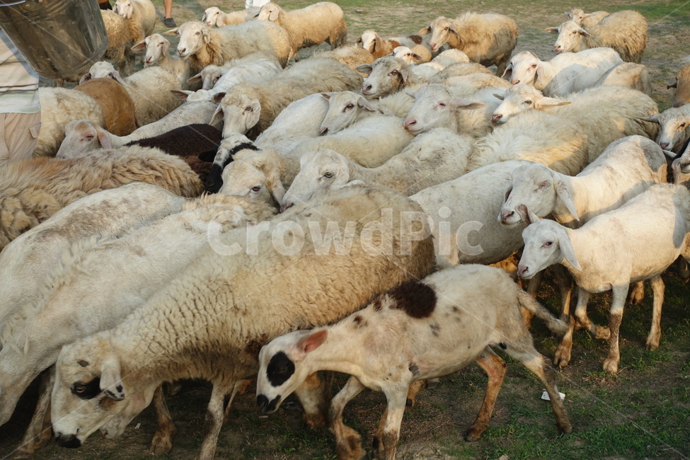 양떼,양떼목장,양치기,shepherding,shepherd,greenery,들판,greenfield,green,초록색,초록,그리너리,field,들,outdoors,옥외,grassland,nature,자연,pasture,목장,meadow,목초지,grazing,방목,farm,countryside,농촌,ranch,농장,animal,동물,양,sheep,포유류,mammal,동물,animal,포유류,mammal,목축업,목장,livestock farming,ranching,pasture