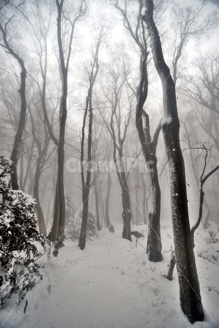 한라산,제주도,영실코스,설경,눈,겨울,설화,나무,등산로,안개,겨울,계절,winter,season
