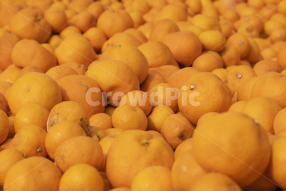 귤,food,음식,과일,감귤류과일,citrusfruit,fruit,plant,citrus,orange,수확