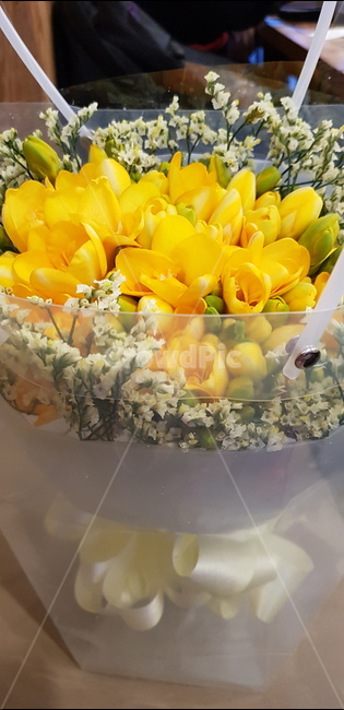 노란꽃,프리지아,꽃,후리지아,프리지아꽃,꽃,flower,기념일,축하,anniversary,congratulation,celebrate,celebration