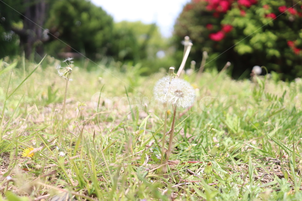 plant,식물,민들레,풀,야생화