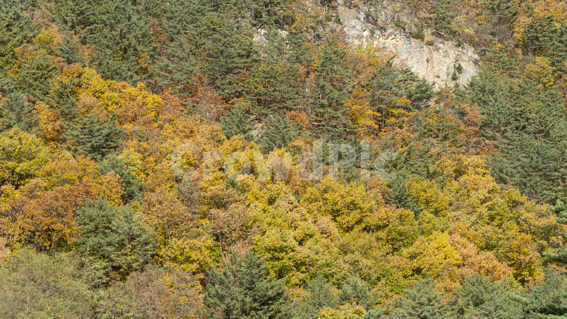 가을,가을산,단풍,은행,사계절,설악산,tree,나무,plant,식물,abies,전나무,가을,계절,fall,autumn,season,자연,풍경,nature,landscape,fir,vegetation,초목