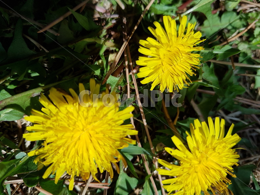 식물,flower,꽃,민들레,plant,식물,자연,plants,nature,꽃,flower