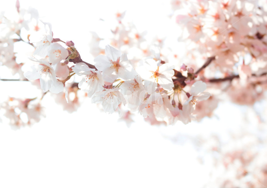 벚꽃,봄,봄꽃,벚꽃가지,blossom,flower,꽃,plant,식물,꽃가지,꽃송이,벚나무,벚꽃나무,nature,spring,백그라운드,봄,계절,spring,season,식물,자연,plants,nature,꽃,flower