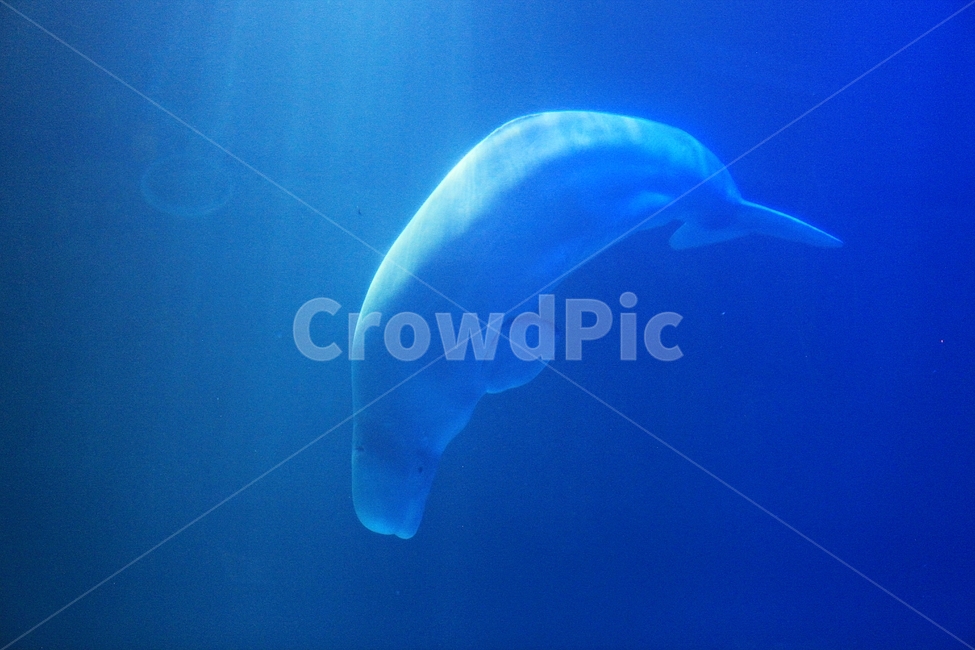 돌고래,고래,아쿠아리움,수족관,포유류,물,동물,animal,포유류,mammal