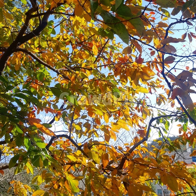 가을,낙엽,단풍,산,자연,나무,힐링,nature,mountain,autumn,fall,여행,가을,계절,fall,autumn,season