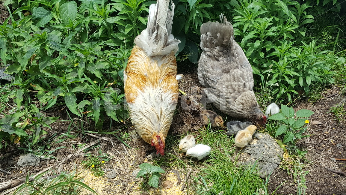 병아리,가족,hen,chicken,나들이,동물,animal,조류,새,birds