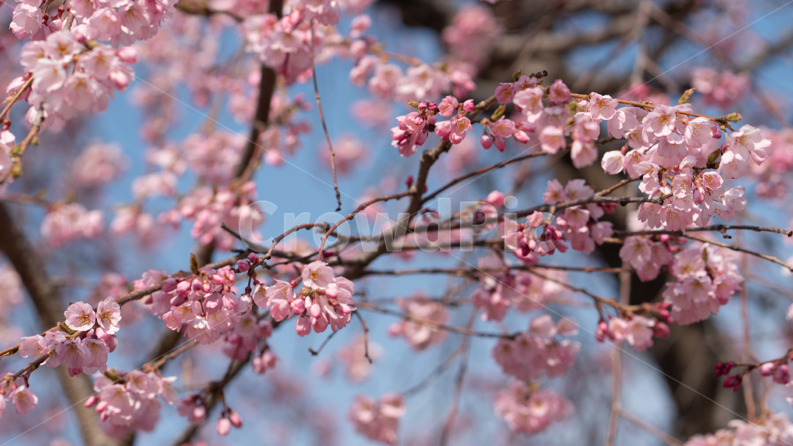 벚꽃,봄꽃,꽃,계절,season,봄,spring,cherryblossoms,꽃축제,봄날,화려한,예쁜,가로수,자연,벚꽃축제,수수한,나무,연분홍색,핑크색,바탕,공원,정원,봄하늘,flower,nature,garden,beautiful
