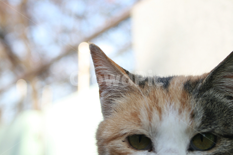 고양이,동물,고양이귀,길거리고양이,귀여운이미지,동물,animal,포유류,mammal,고양이,cat,kitten,kitty