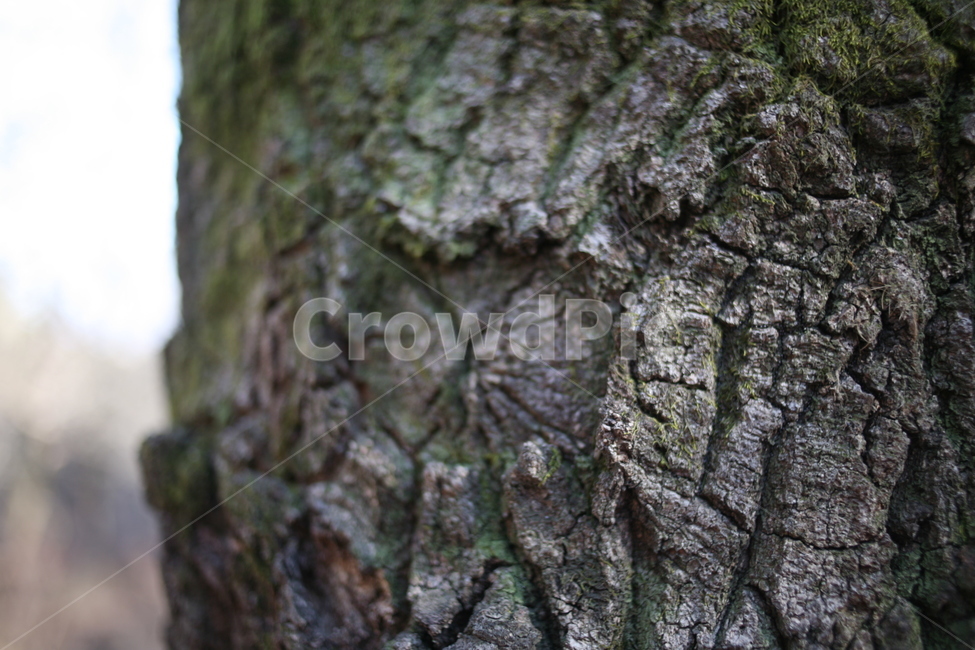 나무,tree,북한산,산,mountain,forest,숲