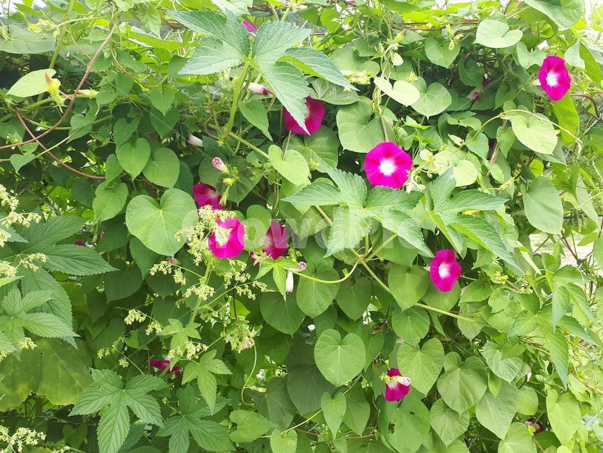 나팔,나팔꽃,분홍색,사랑,결속,식물,자연,plants,nature,꽃,flower