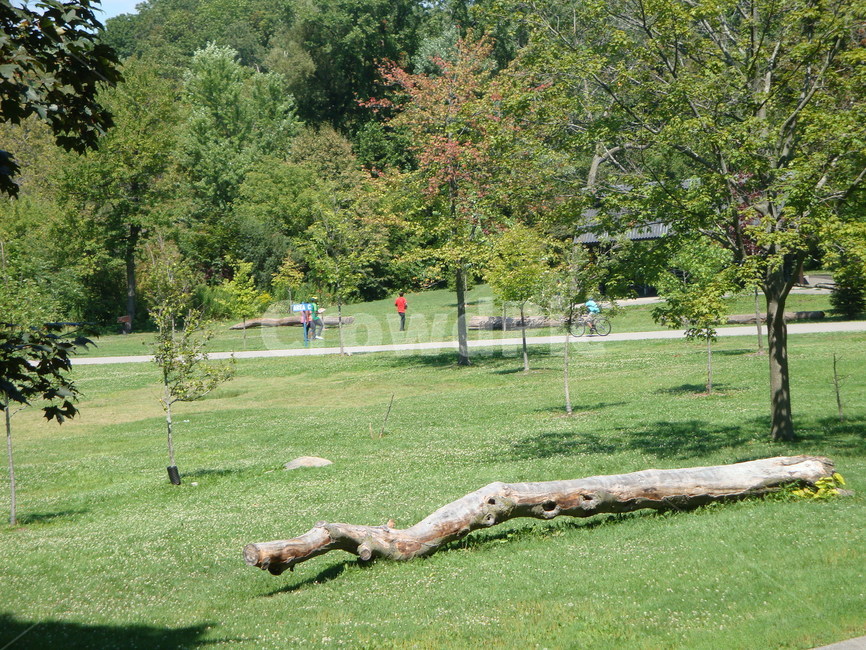 잔디,grass,park,공원,tree,자연,풍경,nature,landscape,plant,식물,나무,outdoors,옥외,lawn