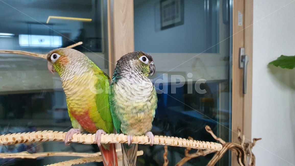 animal,동물,bird,새,앵무새,커플,귀여운,창문,동물,animal,조류,새,birds