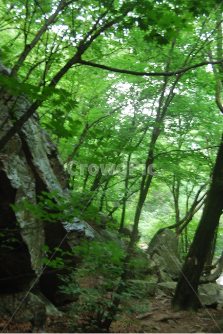 자연,휴양지,vacationspot,여름,summer,자연,풍경,nature,landscape,vegetation,초목,plant,식물,tree,나무,woodland,삼림지,forest,숲,land,땅,outdoors,옥외,grove,작은 숲