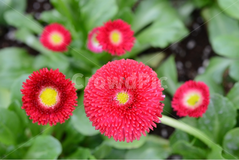 봄,꽃,자연,nature,클로즈업,closeup,데이지,spring,flower,빨강,봄,계절,spring,season,식물,자연,plants,nature,꽃,flower,plant,petal,꽃잎,blossom
