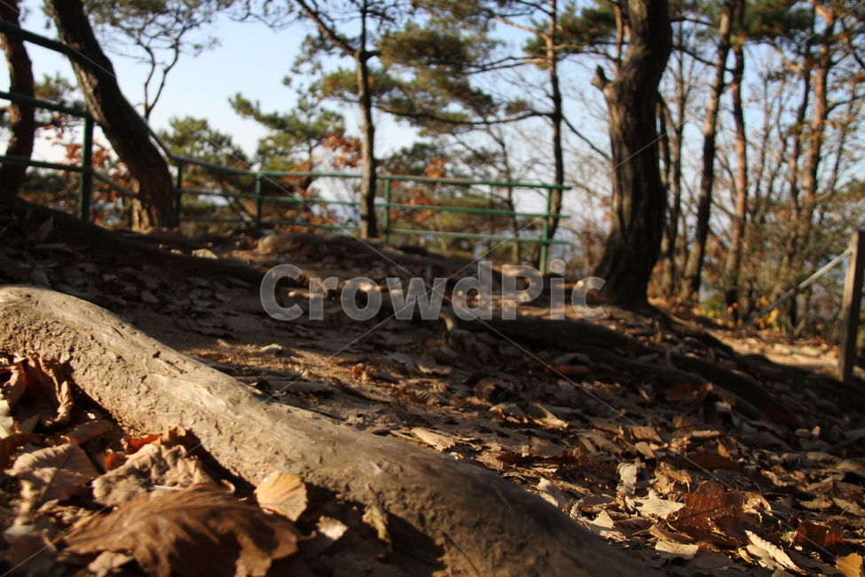 식물,나무,tree,가을,단풍