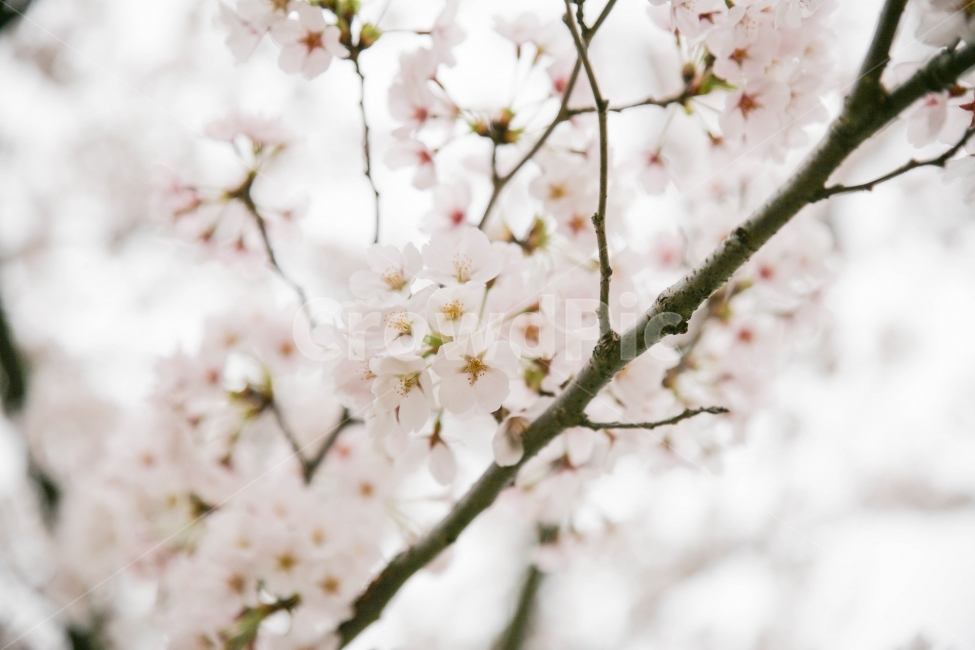 꽃,감성,벚꽃,아름다움,풍경,봄,계절,spring,season,식물,자연,plants,nature,꽃,flower,감성,sensible,feeling,plant,blossom