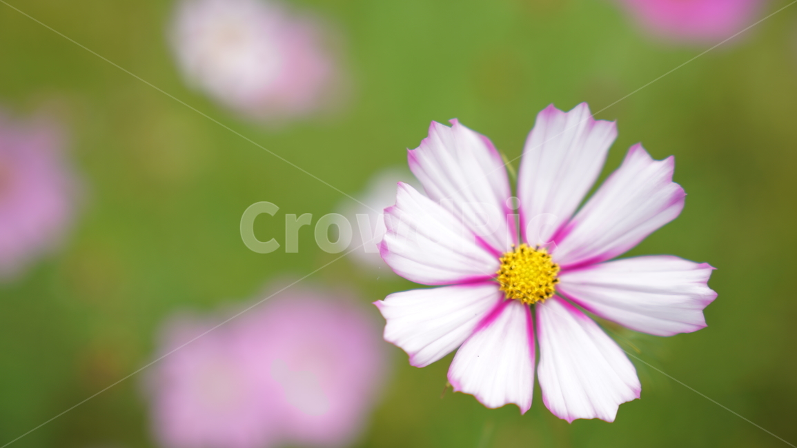 코스모스,꽃,자연,식물,계절,바탕화면,flower,nature