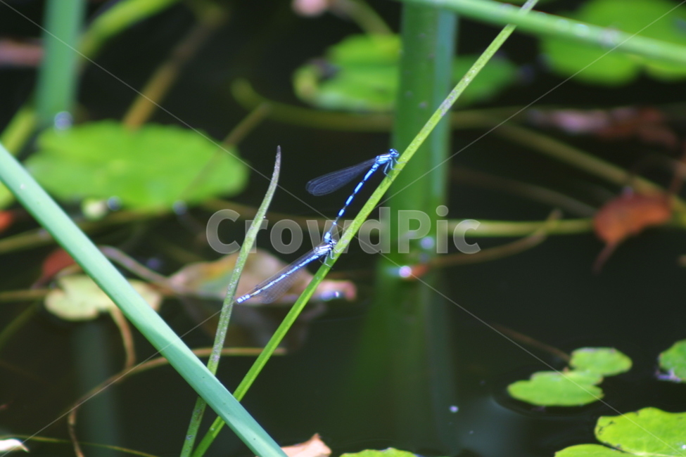 잠자리,연못,연꽂,가을,자연,동물,animal,곤충,벌레,insect,bug