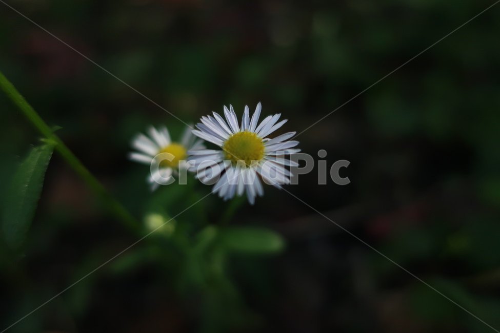 plant,식물,blossom,꽃,daisy,데이지,daisies,가을꽃,식물,자연,plants,nature,꽃,flower