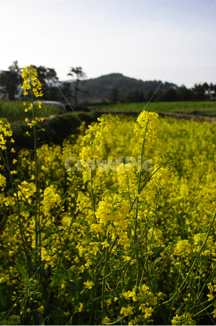 유채꽃,꽃밭,꽃,flower,계절,봄,spring,plant,자연,nature,식물,봄,계절,spring,season,식물,자연,plants,nature,꽃,flower,outdoors,옥외,grassland,목초지,field,들,meadow,farm,농장,rural,농촌