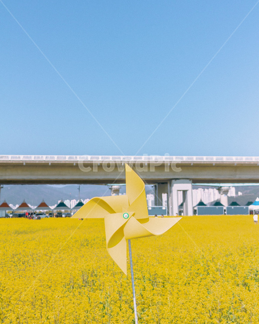 바람개비,유채꽃,노란바란개비,노란꽃,유채꽃축제,대저생태공원,봄,계절,spring,season,감성,sensible,feeling,색깔,색상,색채,색감,color sense,color sensitivity,feeling of color,사물,물건,오브젝트,thing,object,matter