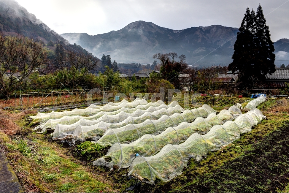 일본여행,유후인,비닐하우스,일본시골풍경,자연,시골,마을,풍경,landscape,country,rural,town,해외,외국,세계,foreign,oversea,world,산업,industry,industrial,농업,농사,agriculture,farming,farming industry