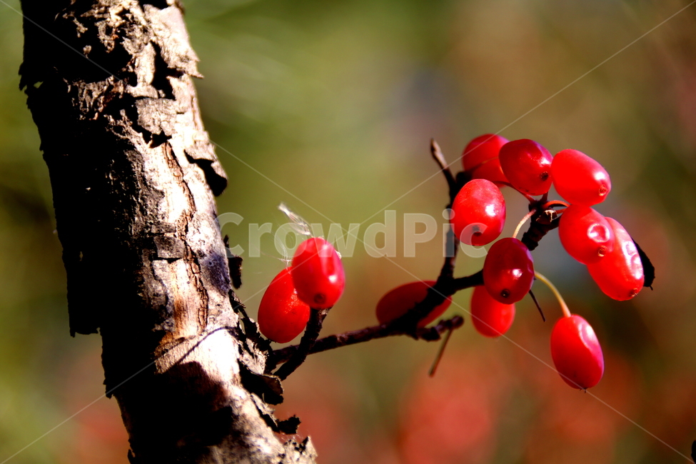 식물,과일,나무,산수유,풍경,식물,자연,plants,nature,과일,열매,fruit