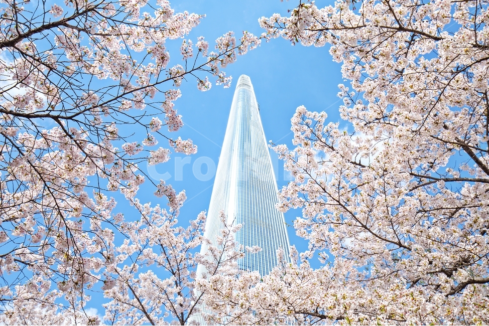봄,꽃,벚꽃,자연,감성사진,풍경,nature,flower,나무,도시,season,city,감성,빌딩,봄,계절,spring,season,랜드마크,landmark,tourist attraction,한국랜드마크,한국관광지,한국명소,korea landmark,korea tourist attraction,식물,자연,plants,nature,꽃,flower,cherry blossom,plant,blossom