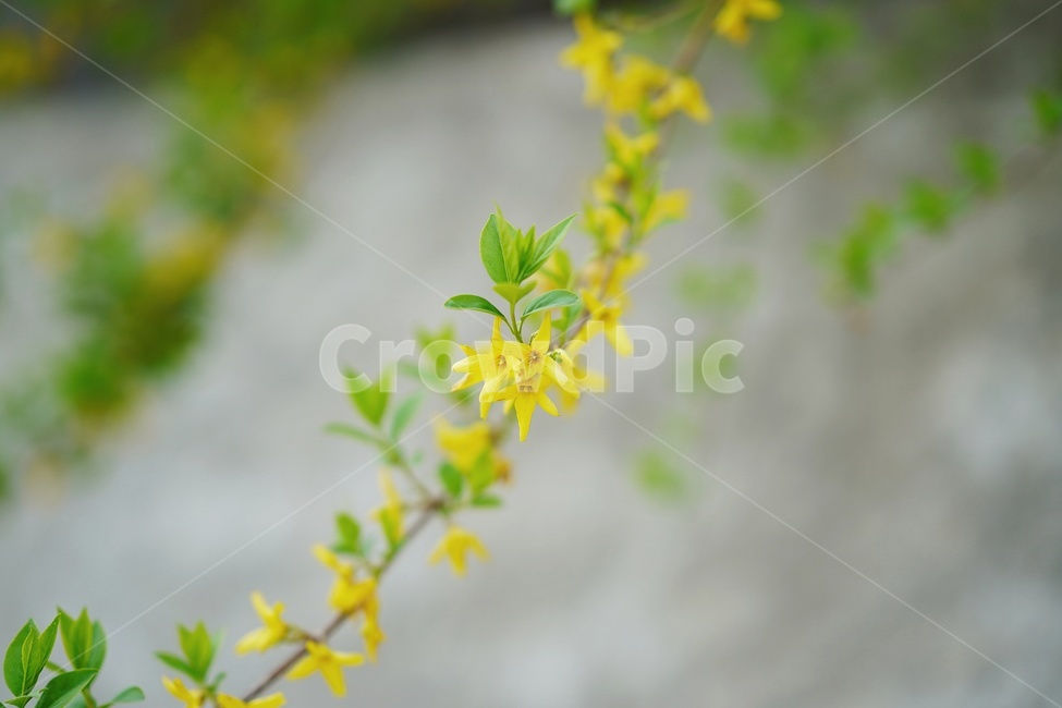 꽃,보케,아웃포커싱,봄,노랑,봄,계절,spring,season,식물,자연,plants,nature,꽃,flower,감성,sensible,feeling,plant