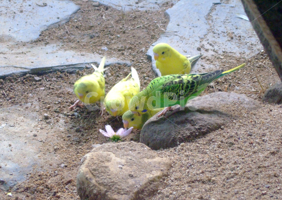 동물,새,작은새,옹기종기,노란색,모여있는작은새,animal,bird,algae,yellow,small,cute,동물,animal,조류,새,birds