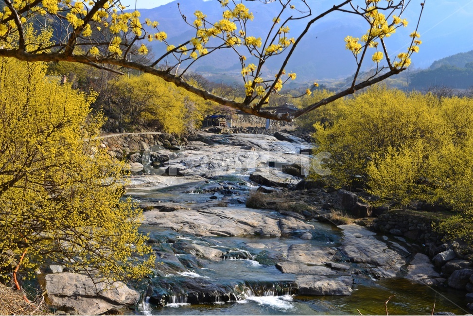 전남,구례,산동,산수유마을,산동산수유마을,산수유,산수유꽃,노랑꽃,봄,봄꽃,계절,water,물,nature,자연,경치,경관,풍경,outdoors,옥외,stream,흐름,자연,풍경,nature,landscape