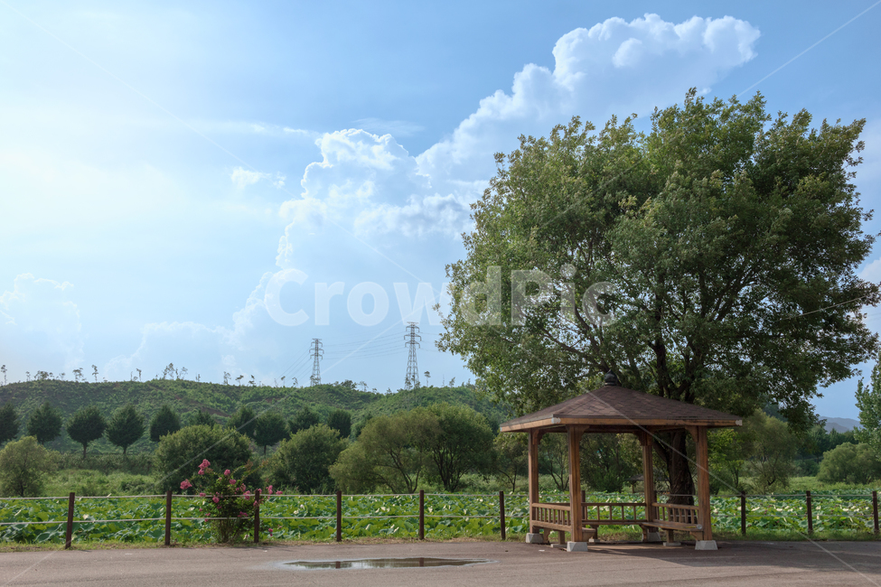 green,nature,tree,sky,sunshine,햇빛,나무,정자,원목,풀,잔디,자연,풍경,nature,landscape