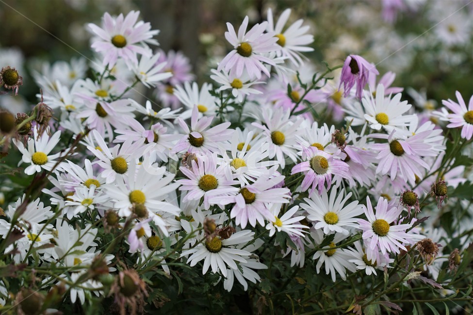 가을,구절초,자연,꽃,식물,예쁨,autumn,fall,season,flower,계절,식물,자연,plants,nature,꽃,flower