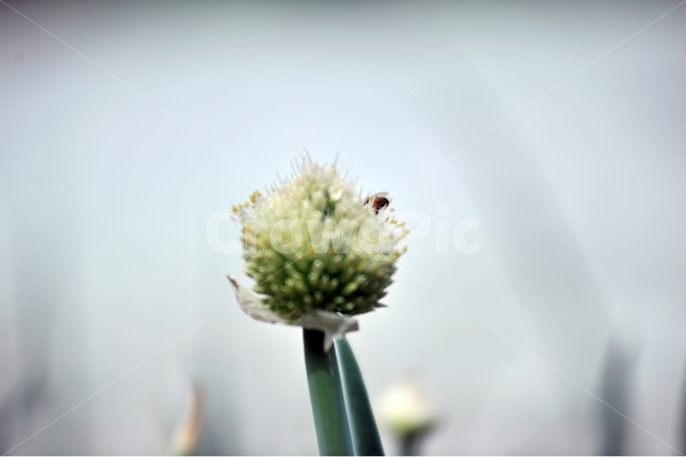 양파,꽃,식물,식용,채소,벌,꿀벌,식물,자연,plants,nature,꽃,flower