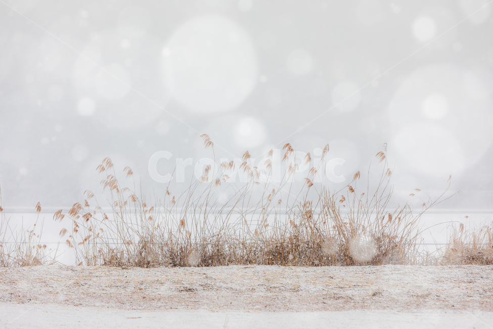 물의정원,눈,snow,겨울,자연,억새,겨울,계절,winter,season,자연,풍경,nature,landscape