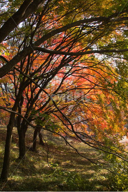 가을,단풍,풍경,산책,등산,산,가을산,가을,계절,fall,autumn,season,자연,풍경,nature,landscape,식물,plants,나무,trees,wood,tree,plant,leaf,잎,maple