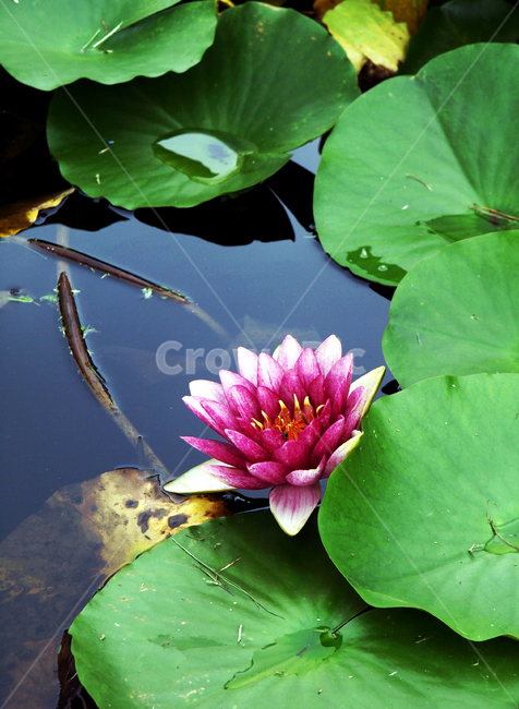 수련,수생식물,종자번식,늪,연못,관상용,식물,자연,plants,nature,꽃,flower